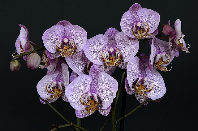 Comment bien s'occuper des orchidées pour qu'elles ne meurent pas ?